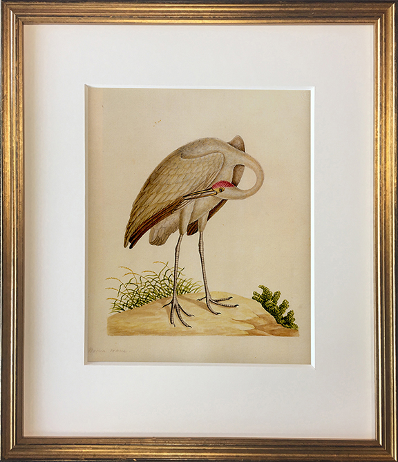 John Abbot's Birds of Georgia, Framed Print: Sandhill Crane