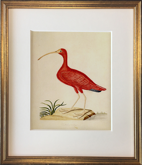 John Abbot's Birds of Georgia, Framed Print: Scarlet Ibis
