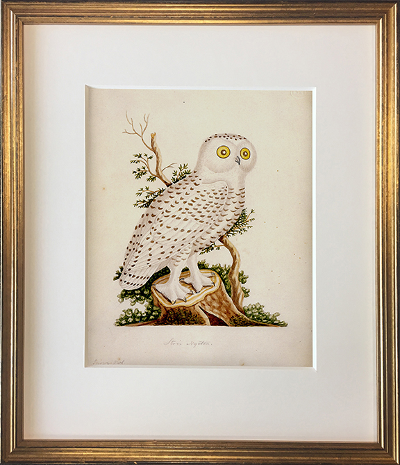 John Abbot's Birds of Georgia, Framed Print: Snowy Owl