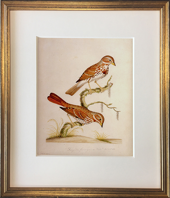 John Abbot's Birds of Georgia, Framed Print: Fox Sparrow