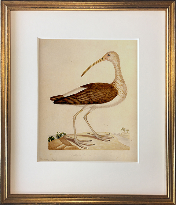 John Abbot's Birds of Georgia, Framed Print: White Ibis, Young