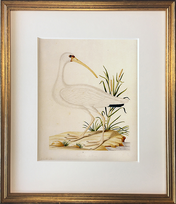 John Abbot's Birds of Georgia, Framed Print: White Ibis, Adult