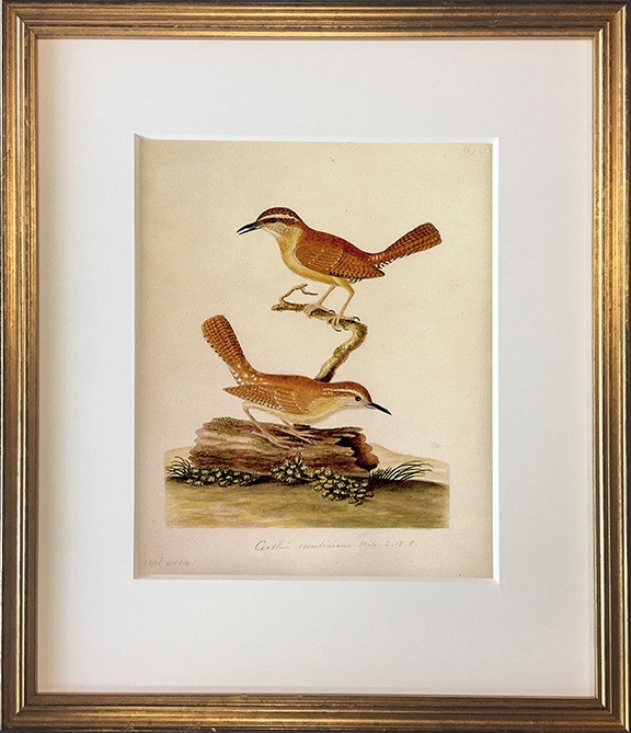 John Abbot's Birds of Georgia, Framed Print: Carolina Wren