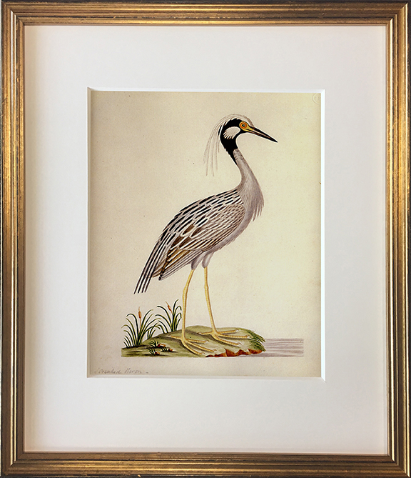 John Abbot's Birds of Georgia, Framed Print: Yellow Crowned Night Heron