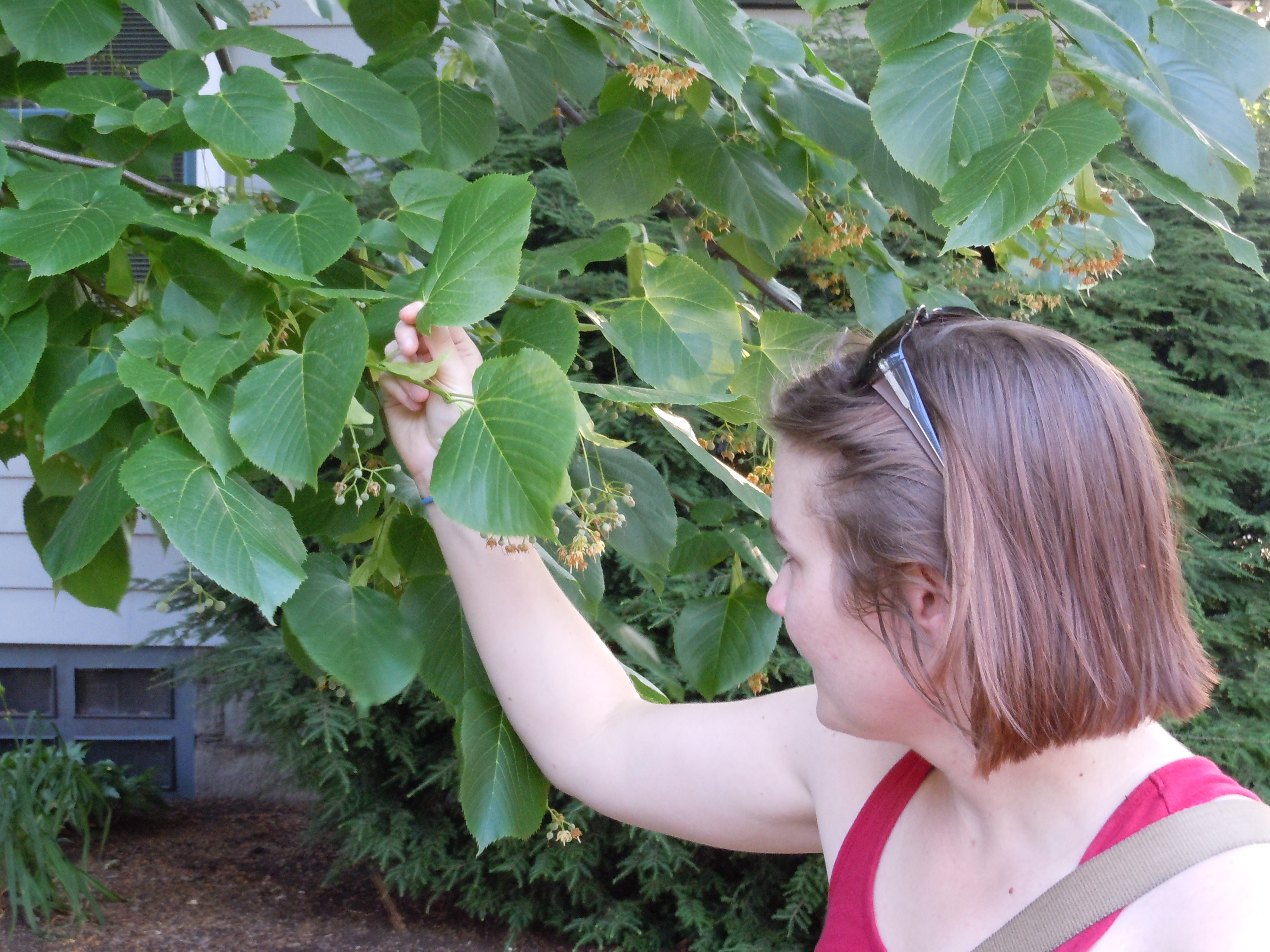 Tilia American Basswood Vincent Gardens