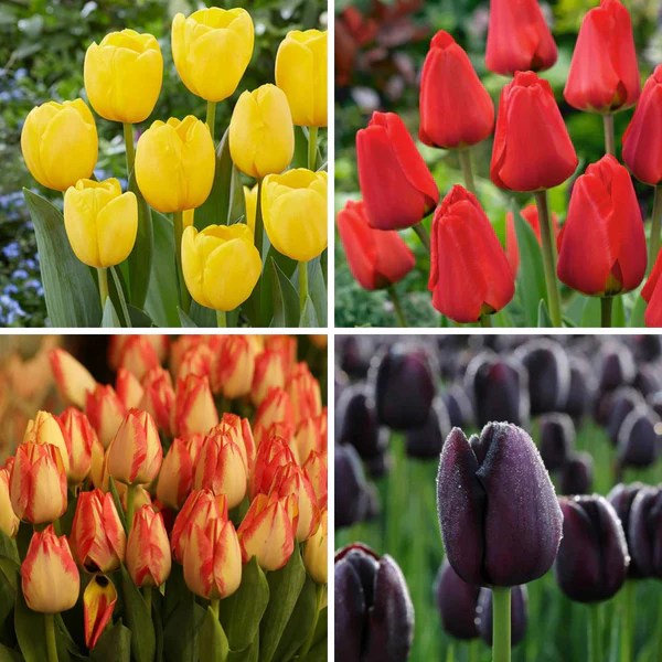 Buy Flower Bulbs Online In India Huge Variety Affordable Prices