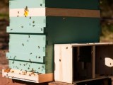 How To Strengthen A Weak Hive Expert Tips On Adding Bees