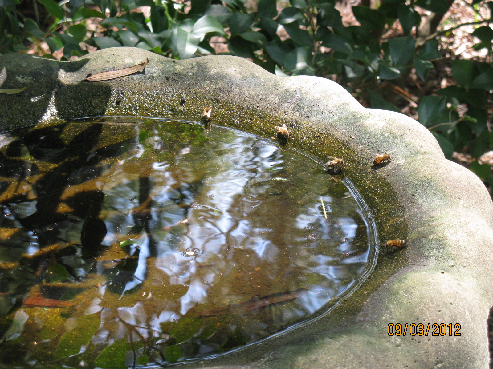 Provide water sources.