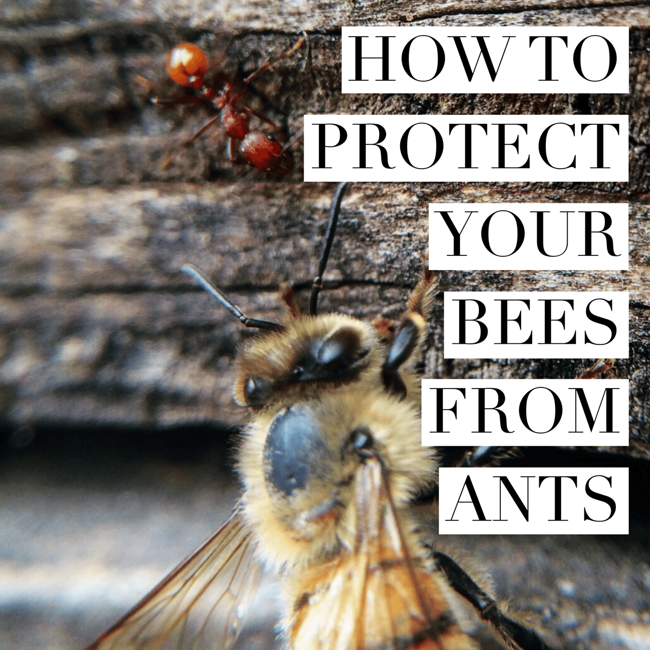 HOW TO PROTECT YOUR HIVE FROM ANTS