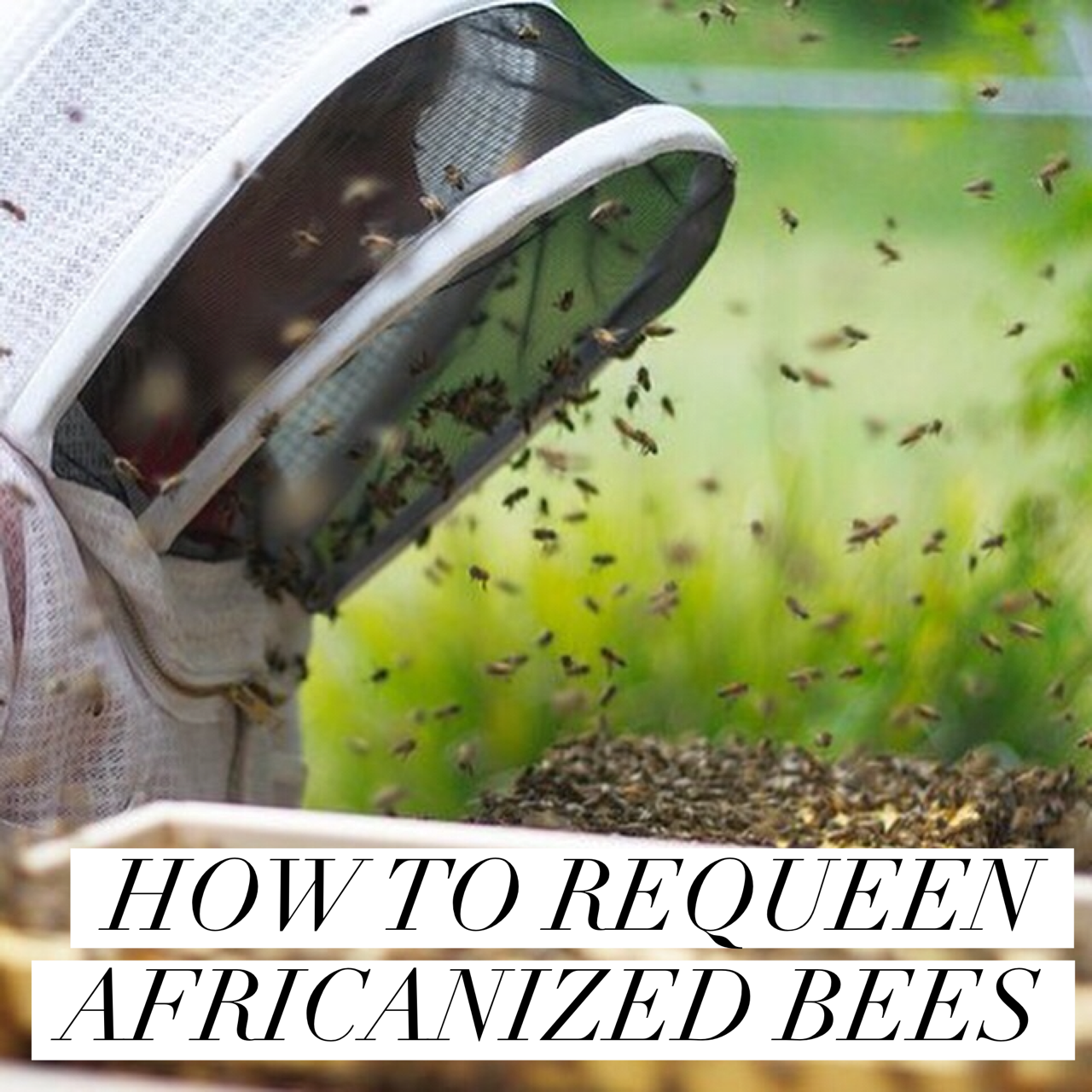 HOW TO REQUEEN AFRICANIZED BEES