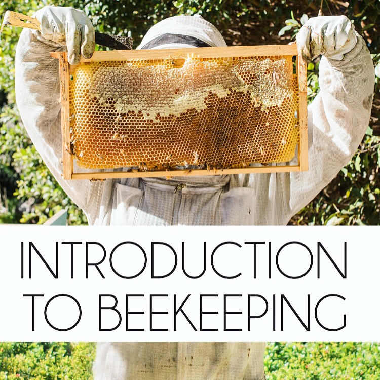 Online Intro to Beekeeping Class