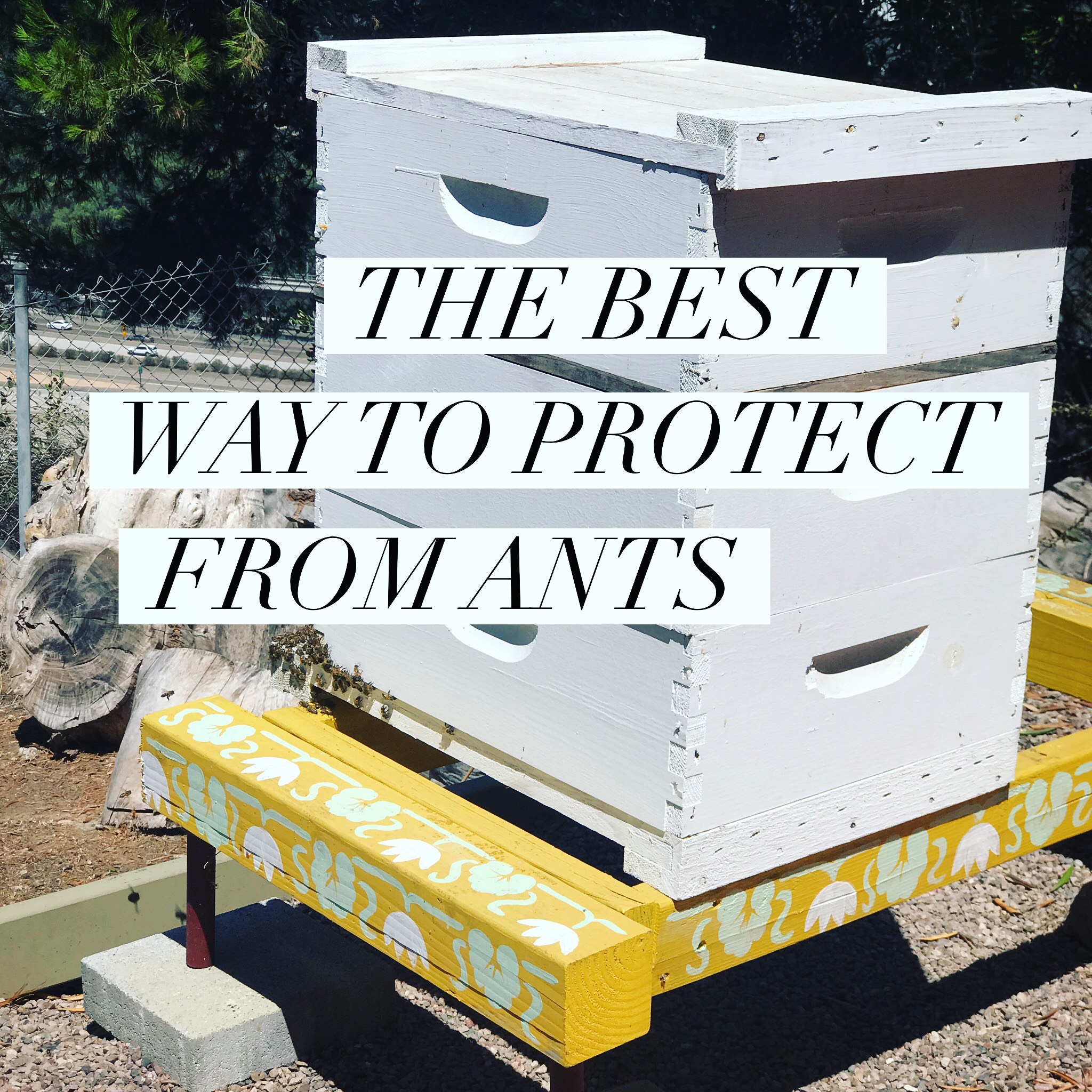 protect your hives from ants