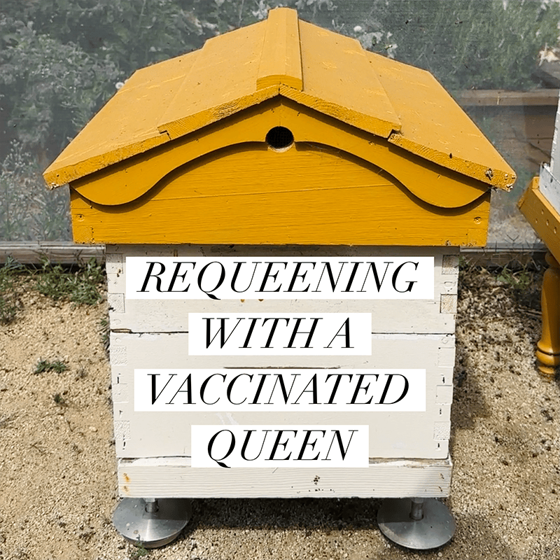 REQUEENING WITH A VACCINATED QUEEN