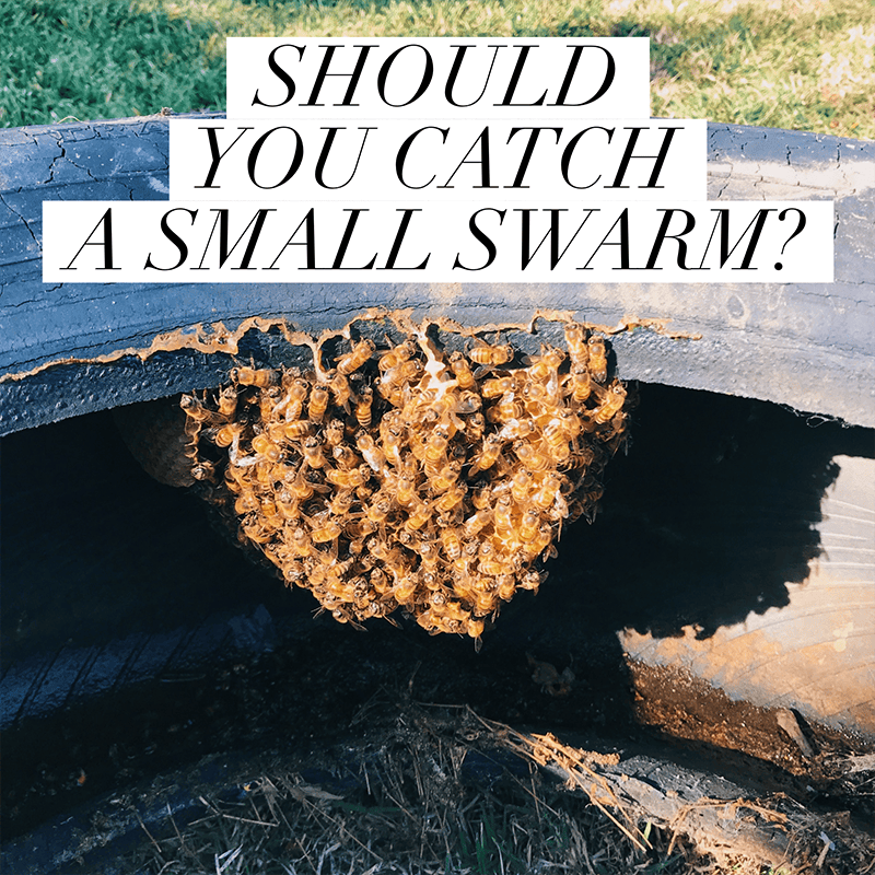 SHOULD YOU CATCH A SMALL SWARM?