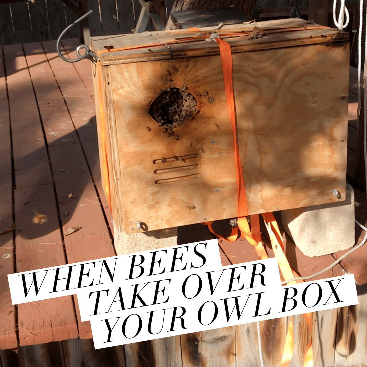 WHEN BEES TAKE OVER YOUR OWL BOX