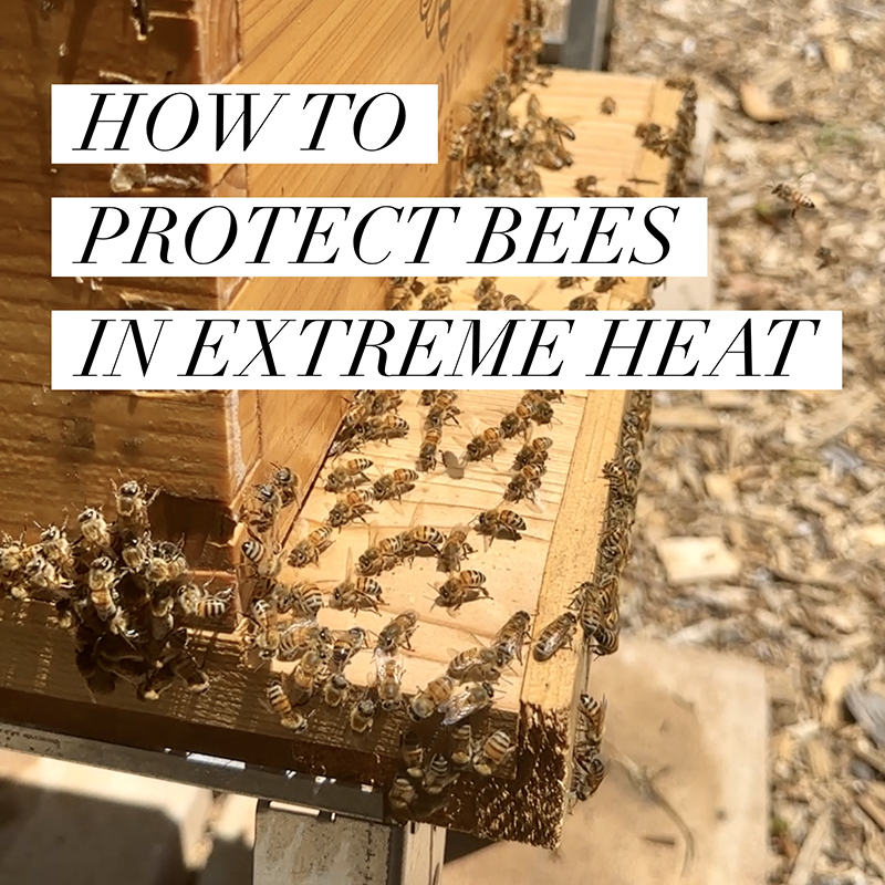 protect beehives from heat