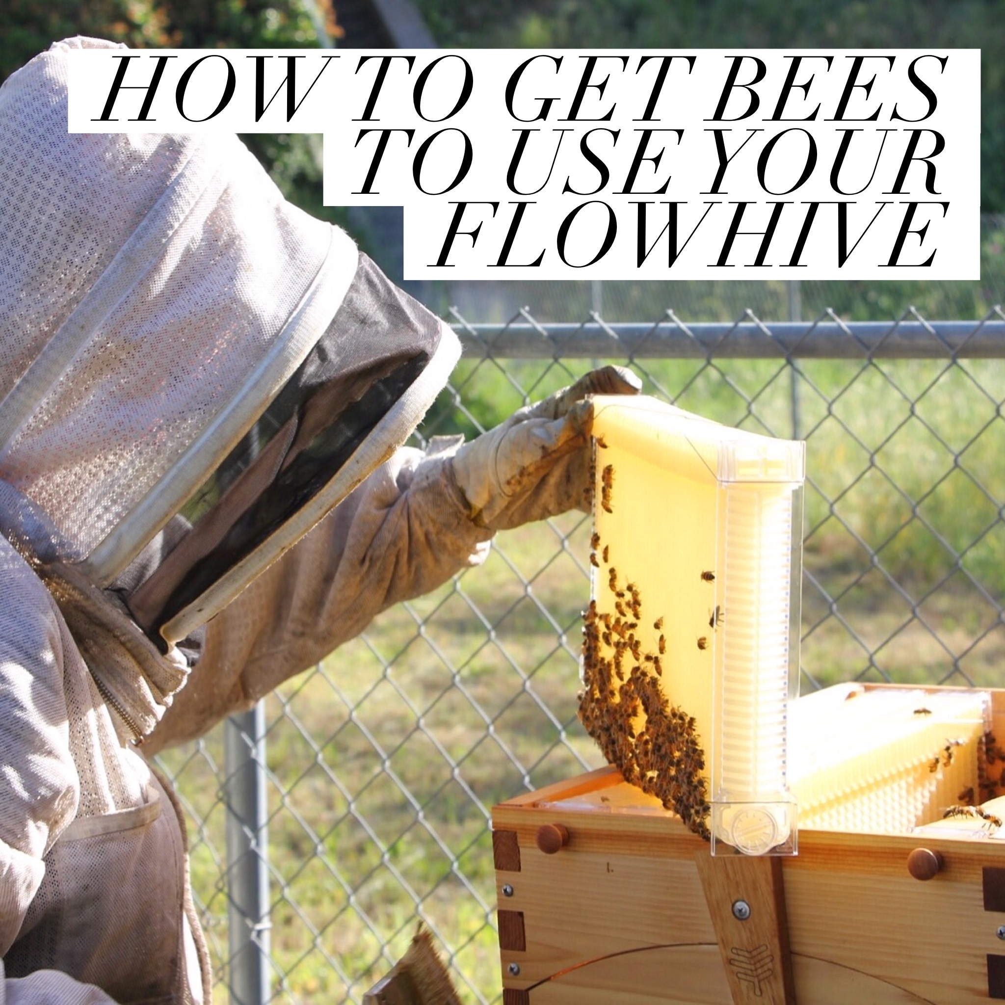 HOW TO GET BEES TO USE YOUR FLOW HIVE