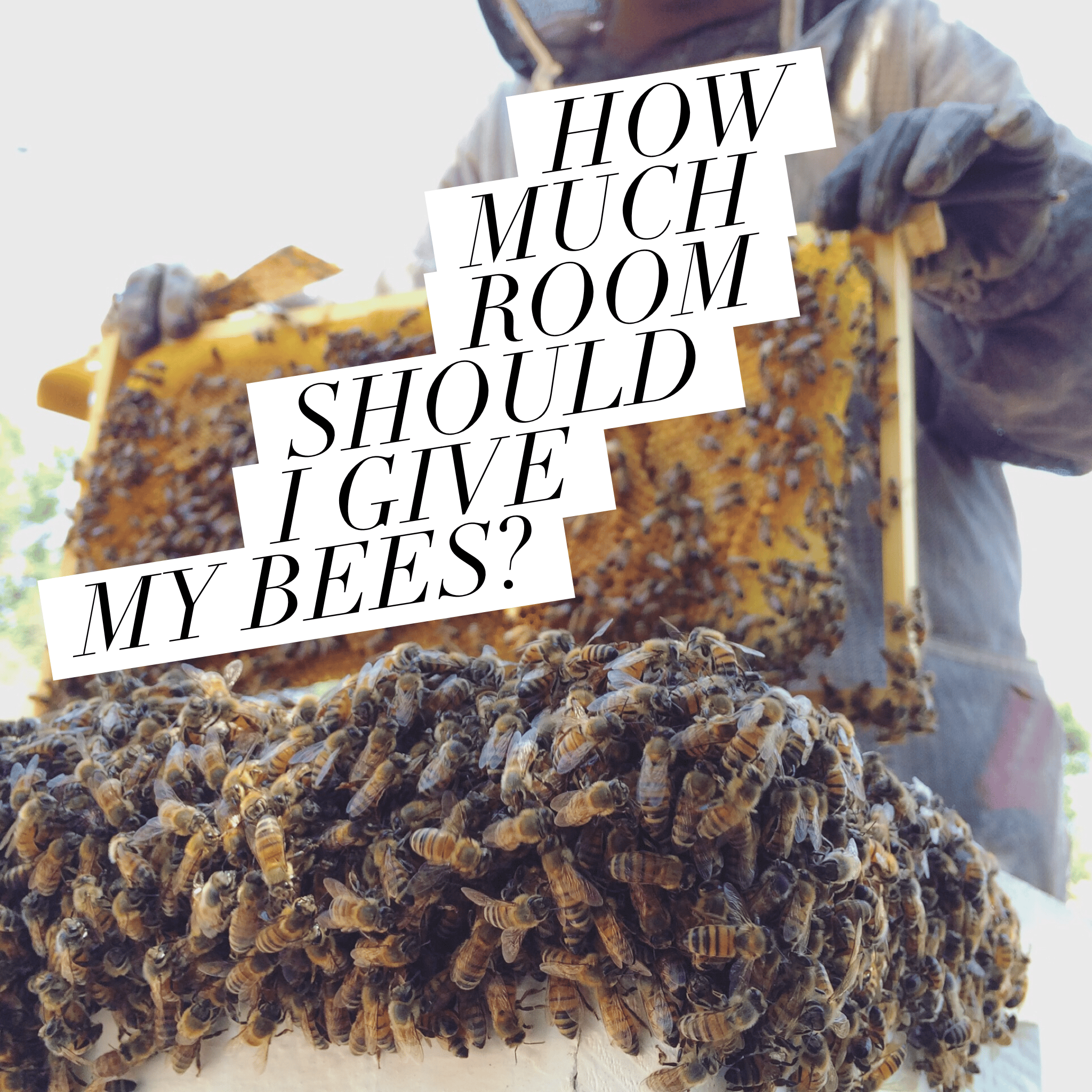 How much space should I give my bees?