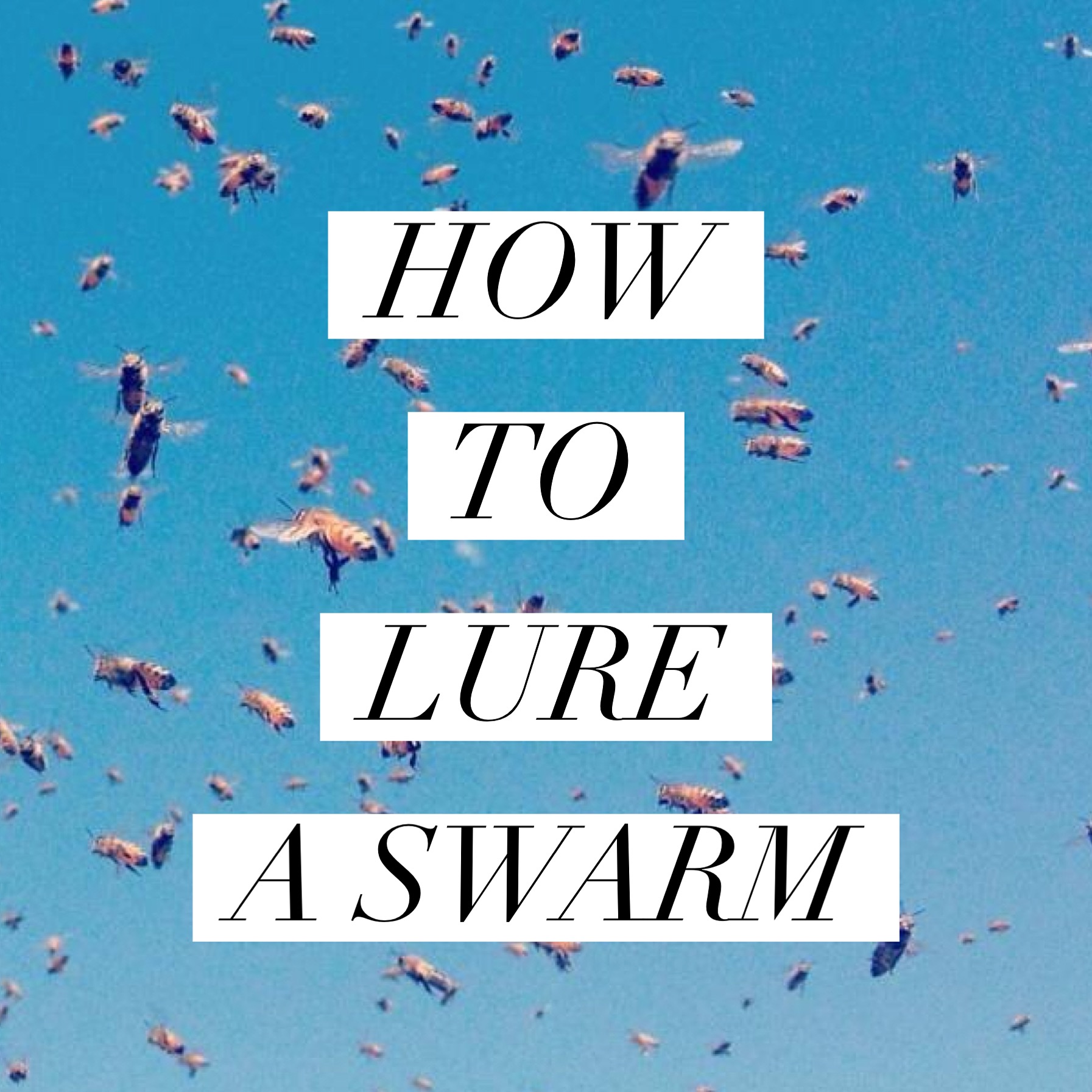 How to lure a swarm of bees