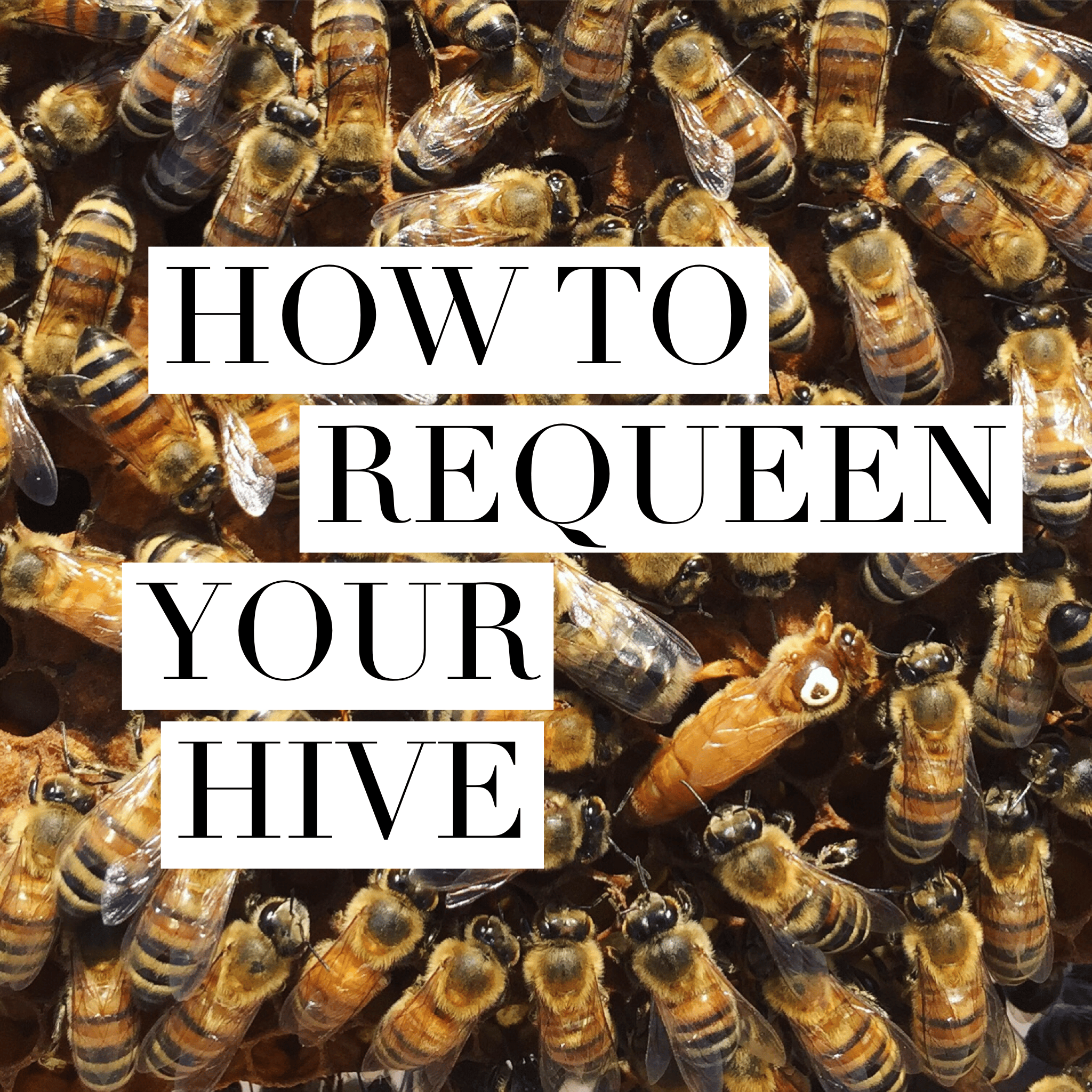 how to requeen your hive