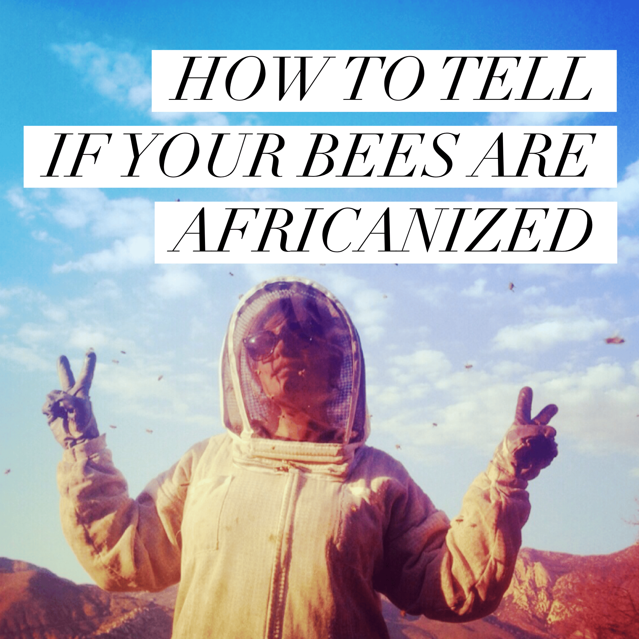 HOW TO TELL IF YOUR BEES ARE AFRICANIZED