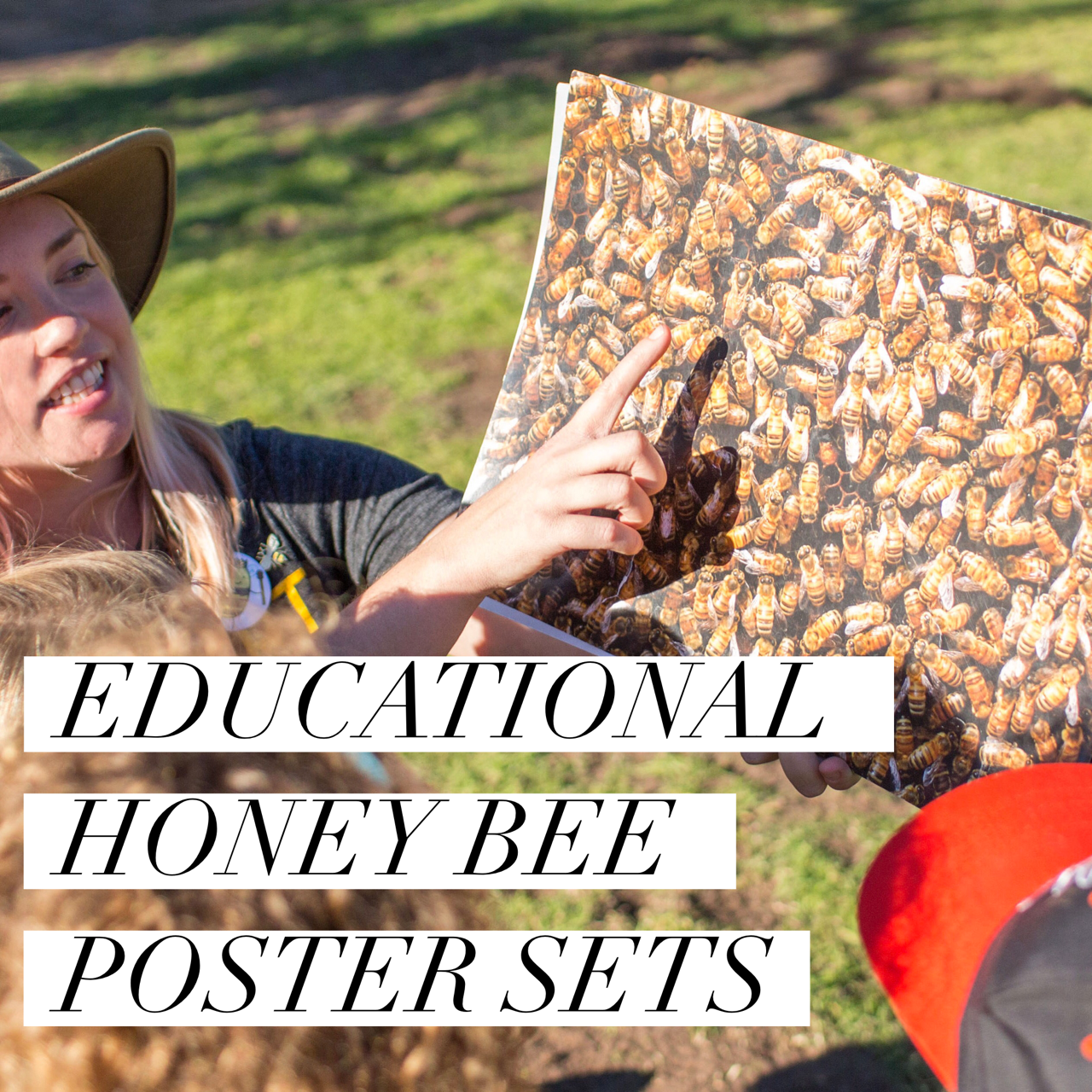 Honey Bee Teaching Posters