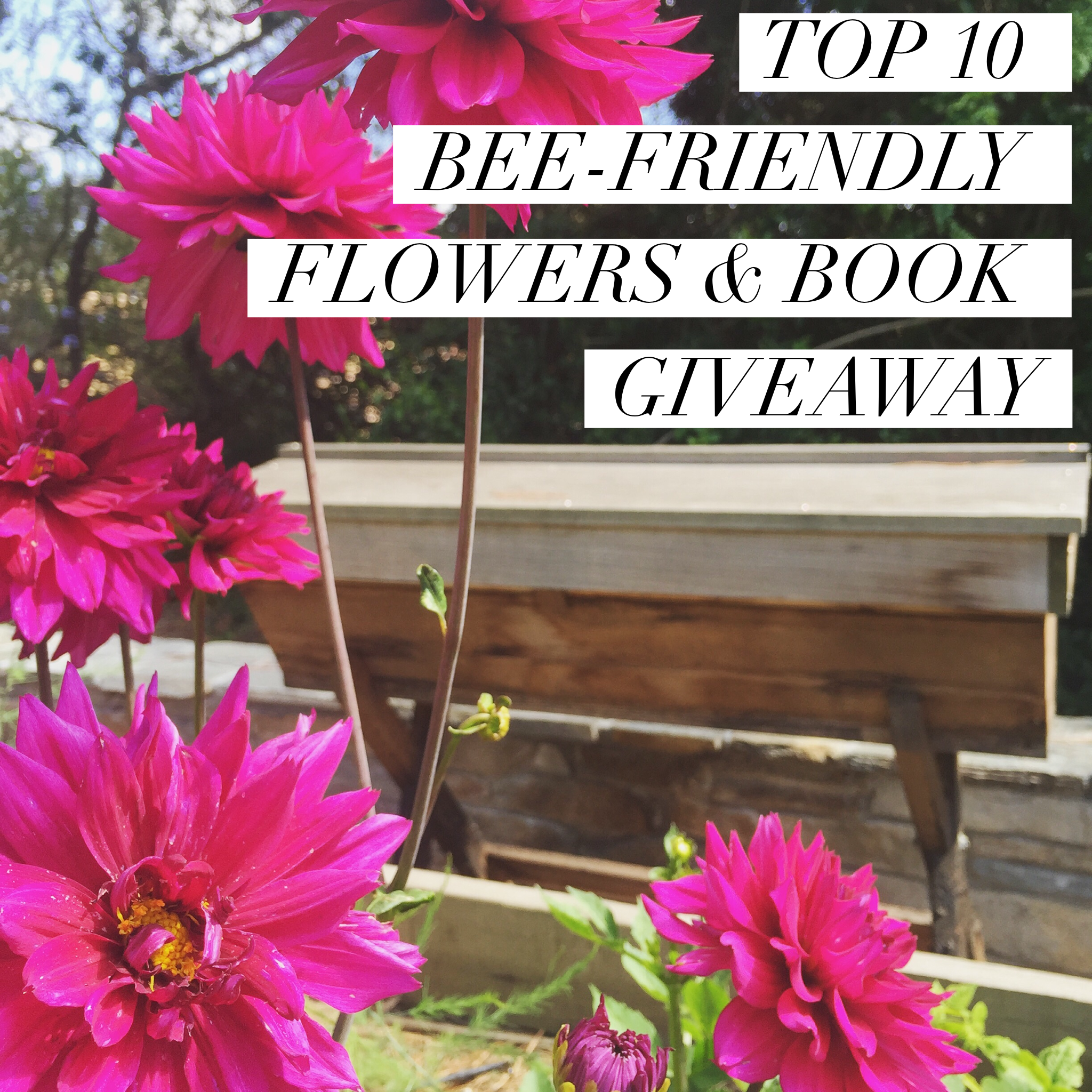 TOP 10 BEE-FRIENDLY FLOWERS