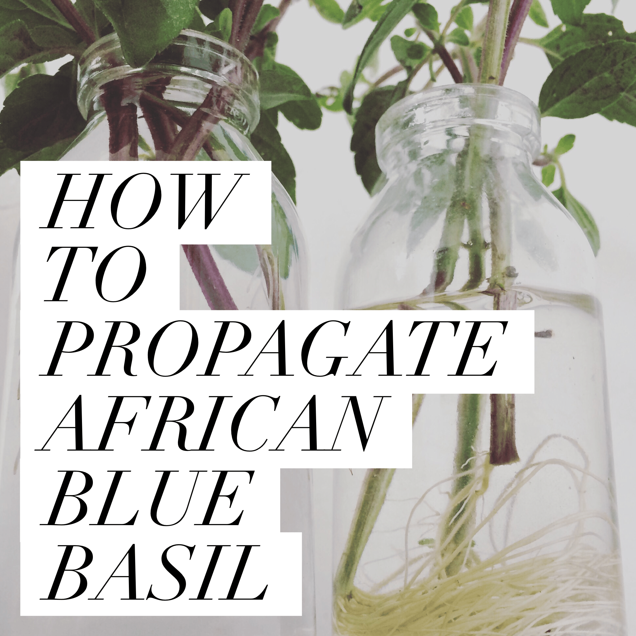 HOW TO PROPAGATE AFRICAN BLUE BASIL!