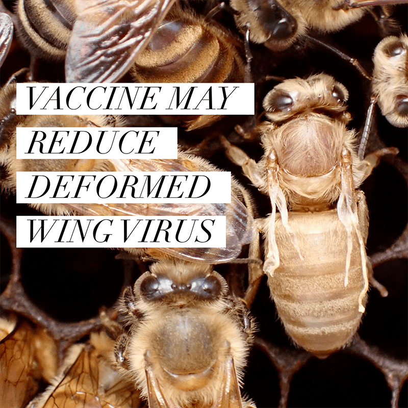 New Honey Bee Vaccine May Reduce Deformed Wing Virus