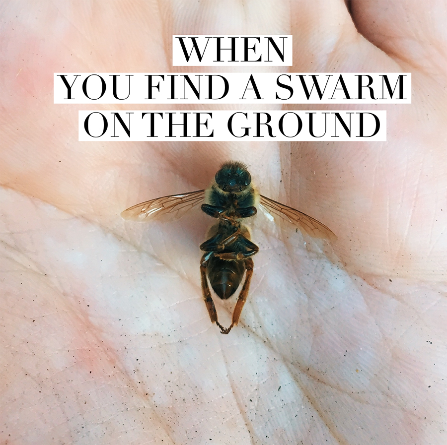 WHEN YOU FIND A SWARM ON THE GROUND