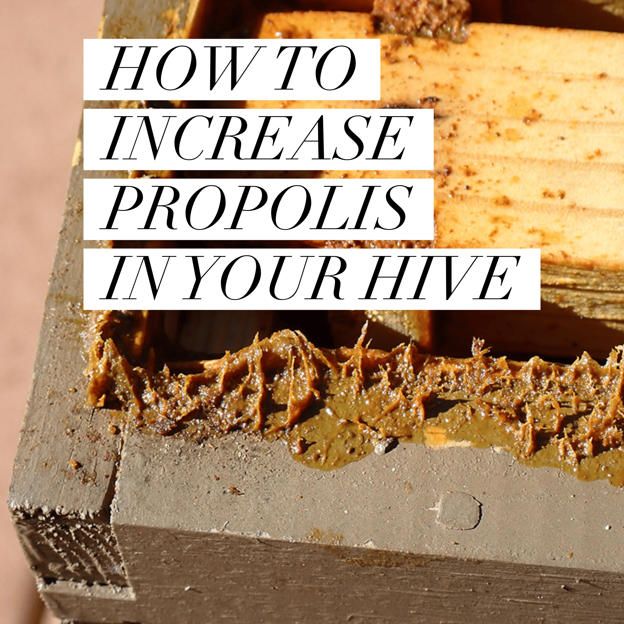 How to Increase Propolis in Your Hive
