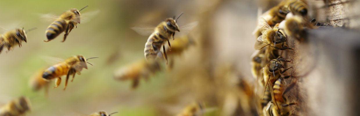Call or text lucky bees . Experts In Yellow Jacket Bee And Wasp Removal The Bee Man