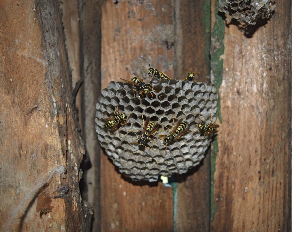 Honey bee nest removal near me. Identifying Hives And Nests For Bee And Wasp Removal The Bee Man