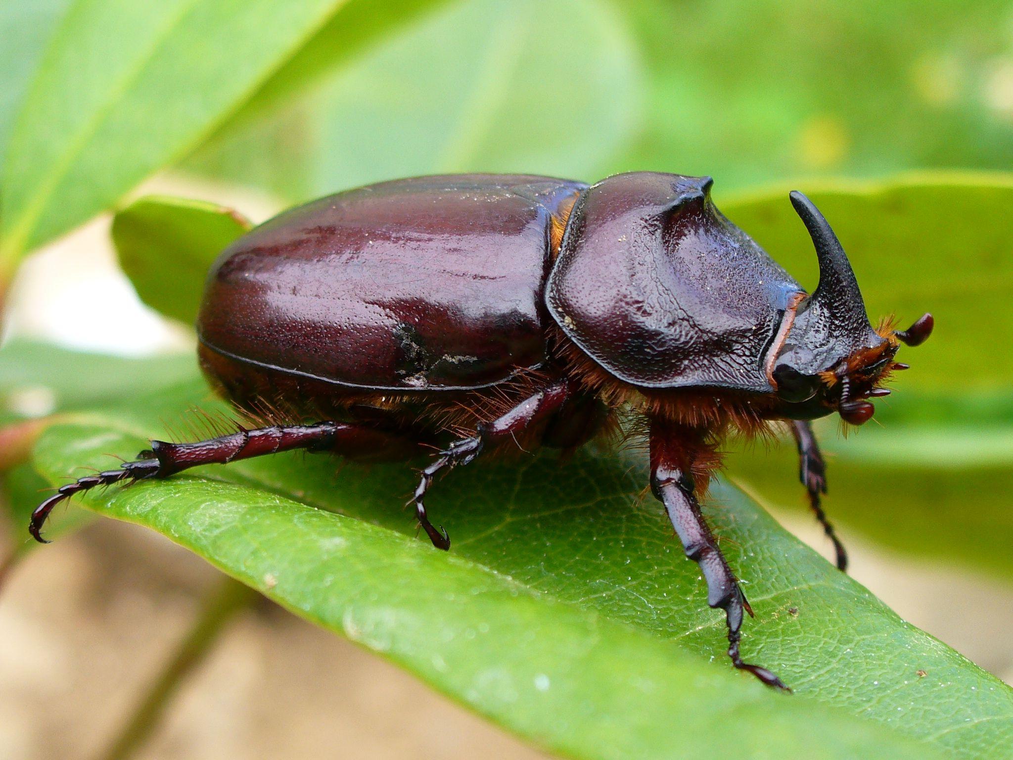 European rhinoceros beetle: identification, life cycle, facts & pictures