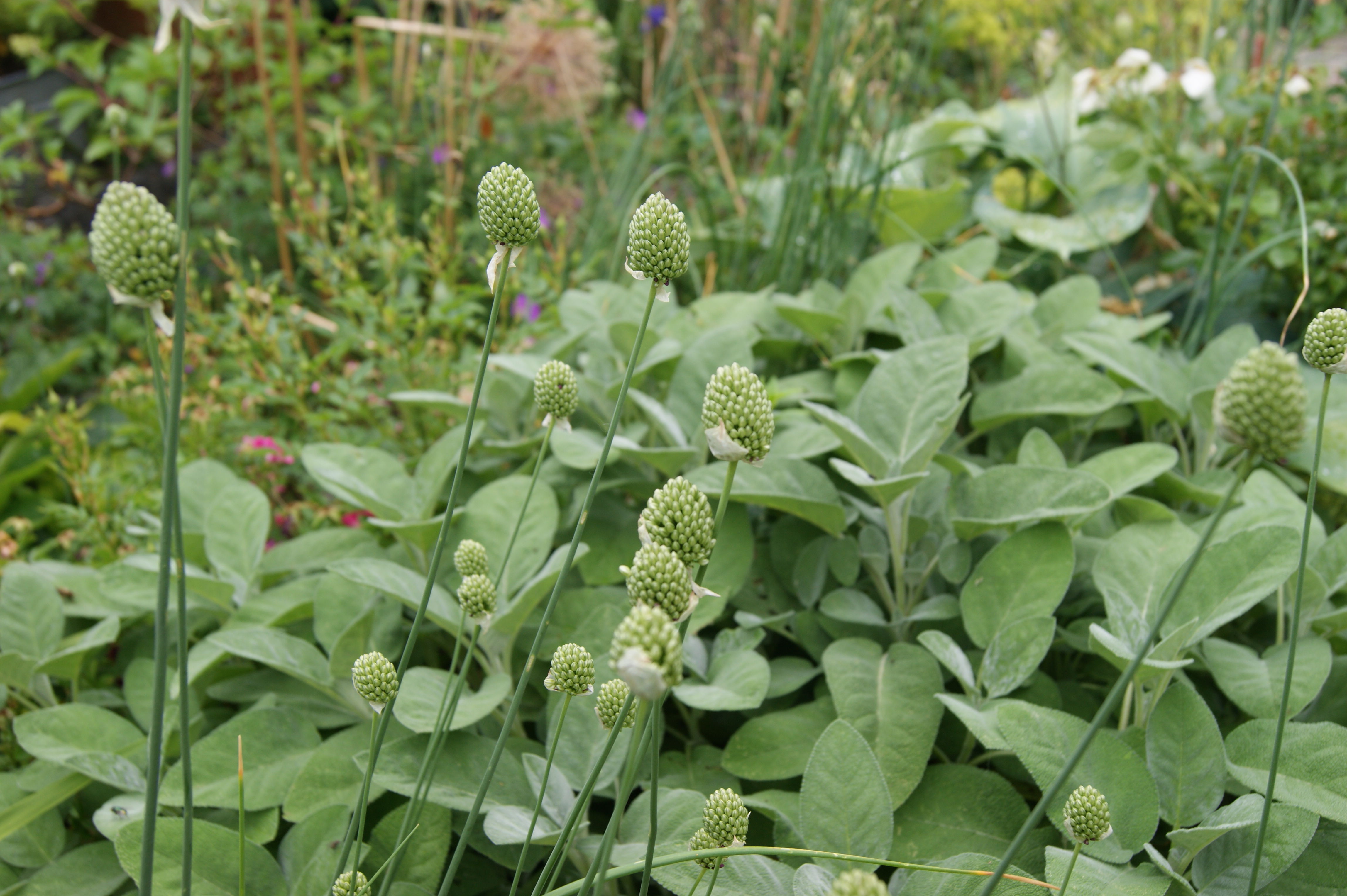 Allium sphaerocephalon vor der Blüte Anfang Juli