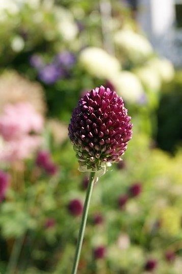 Allium sphaerocephalon, der Trommelstocklauch