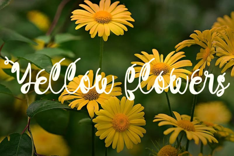 Love Sunshine Script Font preview image 2