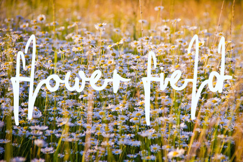 Bountiful Font preview image 3
