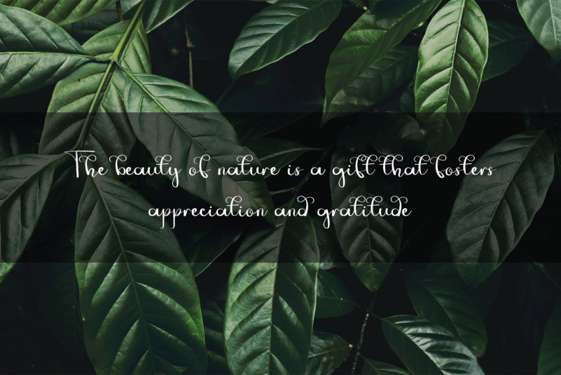 Jungle Font preview image 3