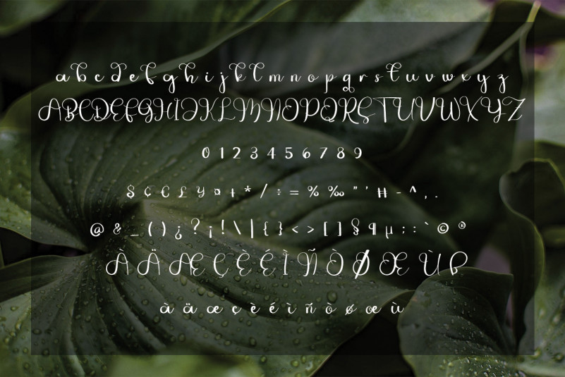 Jungle Font preview image 4