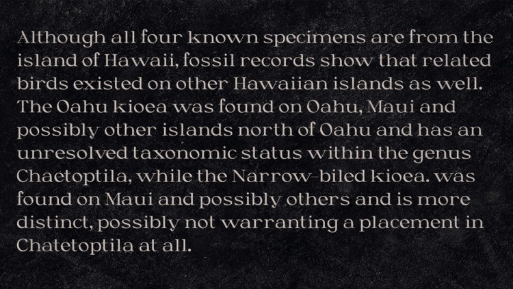 Kioea Font preview image 3
