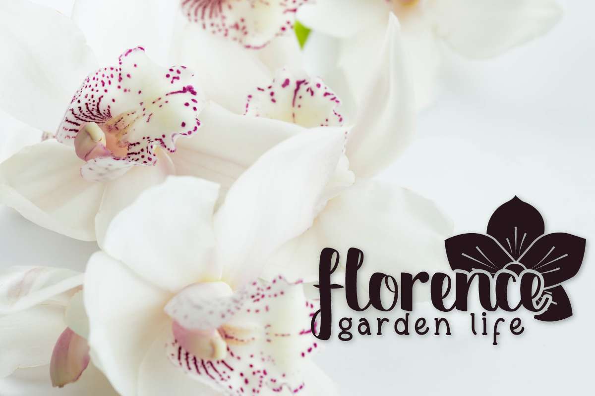 Riberio Font preview image 2