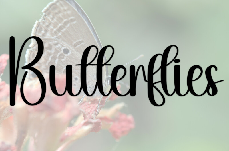 Chilli Script Typeface preview image 3