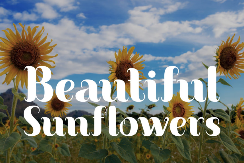 Appear In Style Font preview image 3