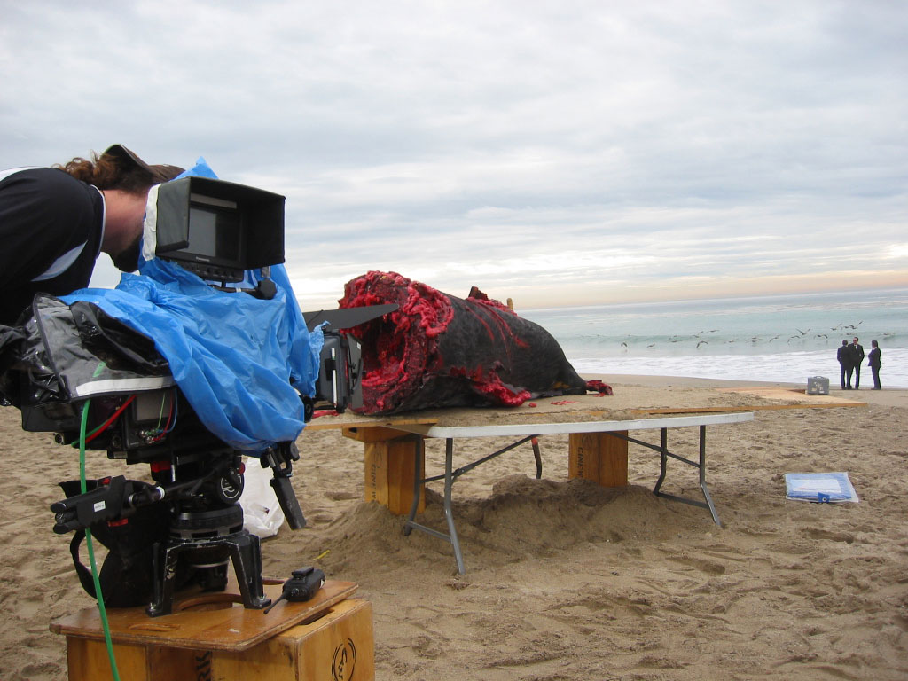 Shark Versus Giant Octopus