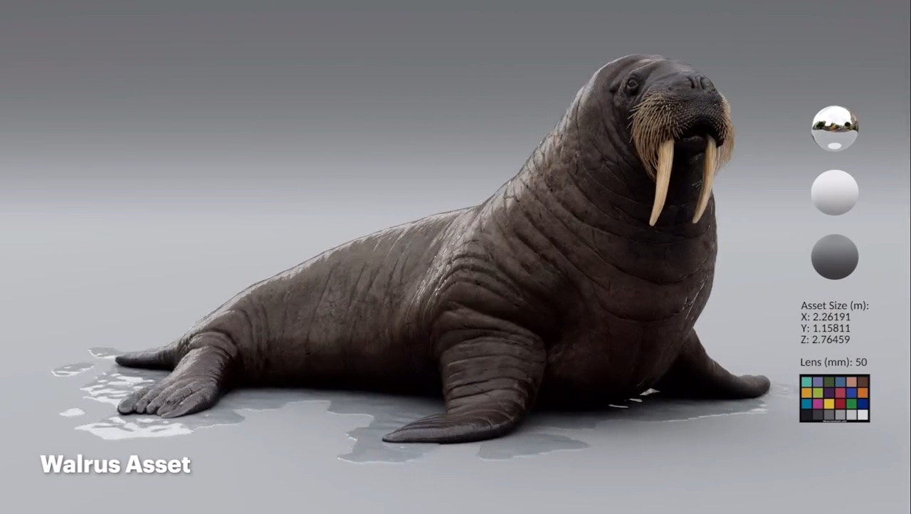 walrus.jpg?fit=1280,722&ssl=1