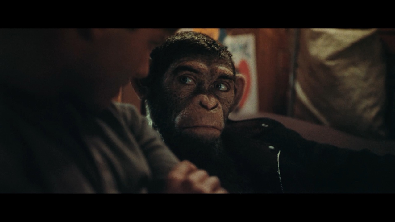 chimp.jpg