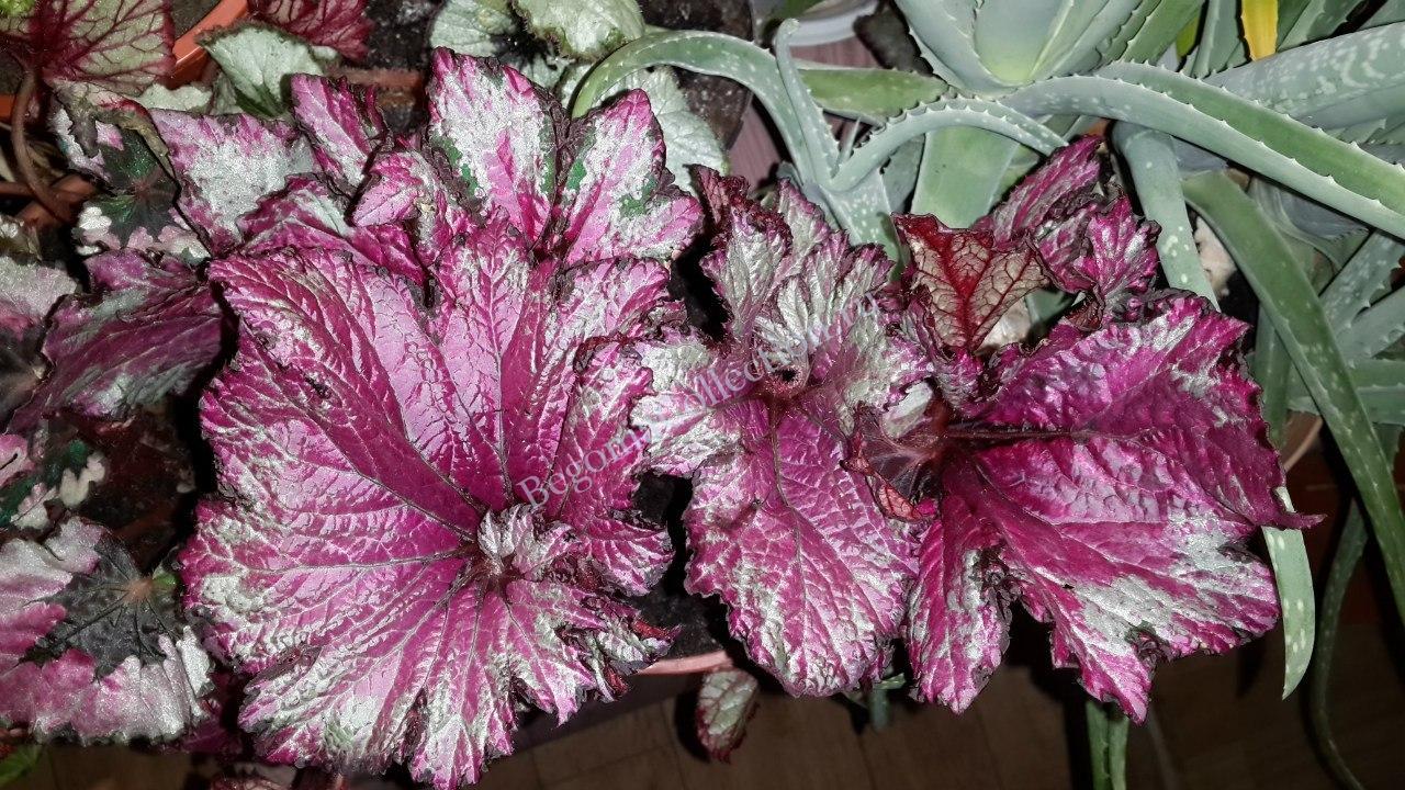 The photograph may be purchased as wall art, . Begonia Raspberry Swirl Begonia Collection Kollekciya Begonij