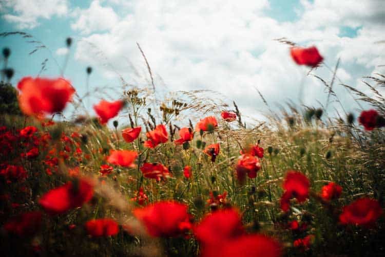 field of poppies