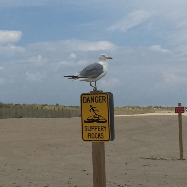 A Seagull, an Old Woman, and a Boy Who Crossed a Boundary